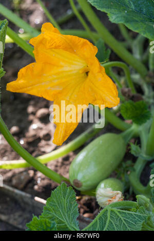Zucchine o la zucchina con fiori in un giardino vegetale Foto Stock