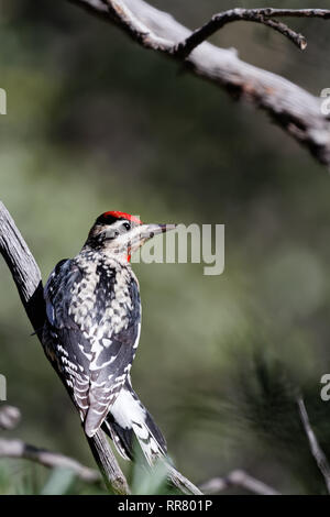 Un rosso-naped sapsucker in Madera Canyon, Arizona Foto Stock