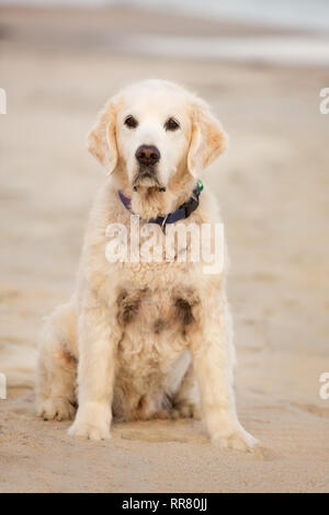 Un golden retriever si siede tranquillamente sulla spiaggia Foto Stock