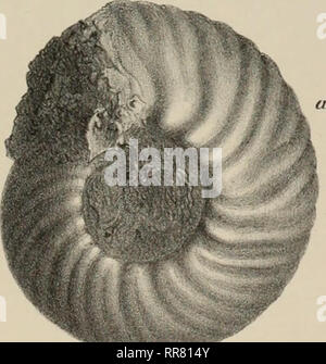 . Abhandlungen der Geologischen Bundesanstalt. Geologia e Paleontologia. . Si prega di notare che queste immagini vengono estratte dalla pagina sottoposta a scansione di immagini che possono essere state migliorate digitalmente per la leggibilità - Colorazione e aspetto di queste illustrazioni potrebbero non perfettamente assomigliano al lavoro originale. Geologische Bundesanstalt (Austria); K. K. Geologische Reichsanstalt (Austria). Wien : Geologische Bundesanstalt Foto Stock