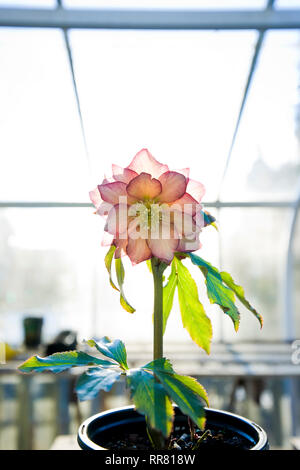 Helleborus hybridus Sun Flare in fiore Foto Stock