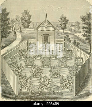 . I A B C di bee cultura: un encyclopaedia - Wikizionario di ogni cosa inerente alla cura del miele-Bee. Apiario. 13 APIAKY. terials. Questo vitigno è a sua liave uno shoot legata a tlie filo centrale, 1), veloce come cresce, pineliing off tutti i germogli laterali dopo che essi hanno realizzato una foglia. AVlien si arriva alla sommità del traliccio tlie, pizzico it off anche e sarà presto buttare fuori germogli laterali. Pizzicare tutti nuovamente off excei)t uno su ciascun lato vicino al fondo-barra 15. Treno queste bv tving straight ogni snmnier e pinzatura off wlieil- sempre arrivano al toj). Molto bene; una vite è siii)poste per avere beco Foto Stock