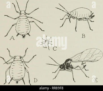 . Insetti, i loro mezzi e modi di vivere. Gli insetti. Pidocchi impianto di alimentazione e la durata della luce ot. Ad una temperatura di circa sessanta cinque gradi pochi individui alati sempre apparire, ma esse sono prodotte a temperature al di sotto o al di sopra di questo punto. Allo stesso modo è stato trovato che quando la fornitura alimentare dà fuori attraverso l'asciugatura. Fig. 97. La mela verde aphis, Aphis pami. A, B, staminali adulte e madri. C, una neonata giovani delle forme d'estate. D, un wingless della forma d'estate. E un alato forma estiva delle foglie o dall'affollamento degli afidi su di essi, alato moduli compaiono, rendendo così possibile una migr Foto Stock