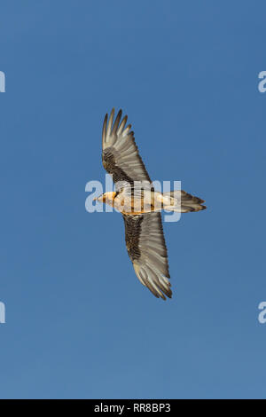 Adulto naturale gipeto (Gypaetus barbatus) in volo, cielo blu, diffondere le ali Foto Stock