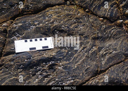 Bedform Ripple sedimentaria strutture in pietra arenaria carbonifero esposta lungo la costa di Fife. La Scozia, Regno Unito. Foto Stock