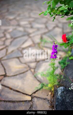 Violetta alto fiore nel cortile con piastrelle di pietra selvatico Foto Stock