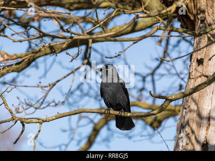 Taccola Corvus monedula appollaiate nella struttura ad albero Foto Stock