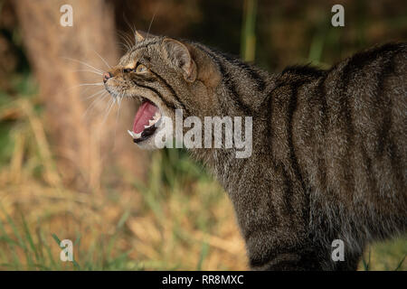 Una chiusura vista laterale verticale di un scottish wildcat rivolto a sinistra con la bocca aperta ringhiando e mostrando i denti Foto Stock