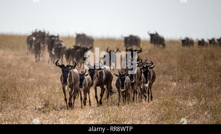 White-barbuto gnu corrono attraverso le praterie del Masai Mara, durante l annuale grande migrazione. Ogni anno un milione e mezzo di gnu make j Foto Stock