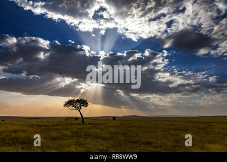 Lone acacia e del tramonto su praterie del Masai Mara, Kenya. Foto Stock