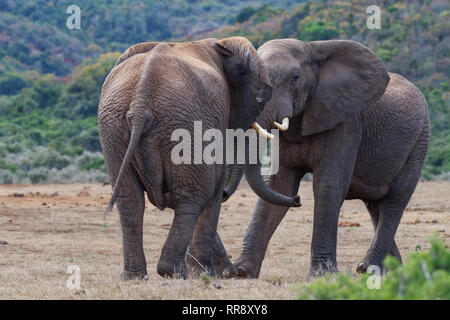 Bush africano Elefante africano (Loxodonta africana), due maschi adulti è pronto per riprodurre scontri faccia a faccia, Addo NP, Capo orientale, Sud Africa,Africa Foto Stock