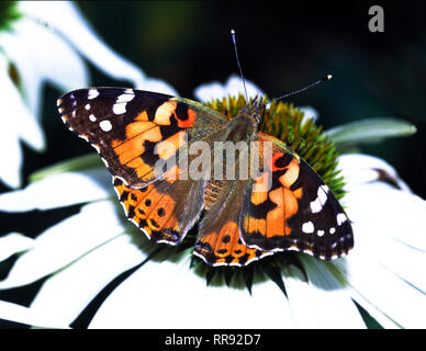 Butterfly.dipinto Lady (Vanessa =Cynthia cardui).adulto su coneflower.(Rudbeckia sps) ali aperte. Foto Stock