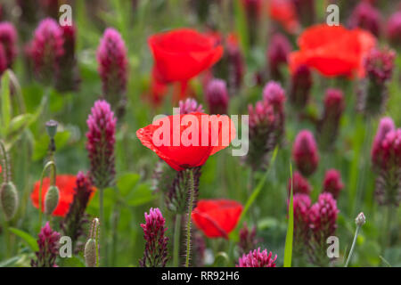La botanica, campo di trifoglio di cremisi e il mais, semi di papavero, Trifolium incarnatum con Papaver rhoeas, Bentfeld, Additional-Rights-Clearance-Info-Not-Available Foto Stock