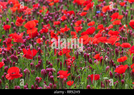 La botanica, campo di trifoglio di cremisi e il mais, semi di papavero, Trifolium incarnatum con Papaver rhoeas, Bentfeld, Additional-Rights-Clearance-Info-Not-Available Foto Stock