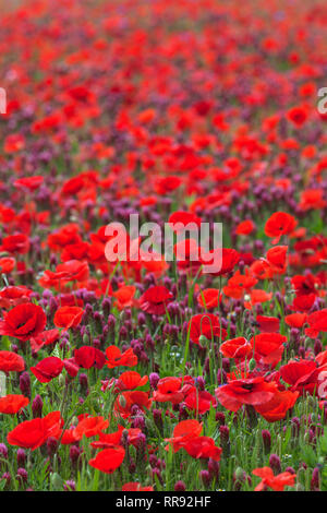 La botanica, campo di trifoglio di cremisi e il mais, semi di papavero, Trifolium incarnatum con Papaver rhoeas, Bentfeld, Additional-Rights-Clearance-Info-Not-Available Foto Stock