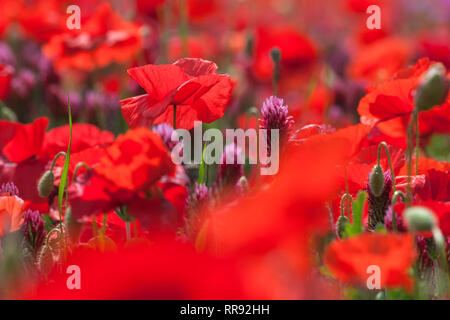 La botanica, campo di trifoglio di cremisi e il mais, semi di papavero, Trifolium incarnatum con Papaver rhoeas, Bentfeld, Additional-Rights-Clearance-Info-Not-Available Foto Stock