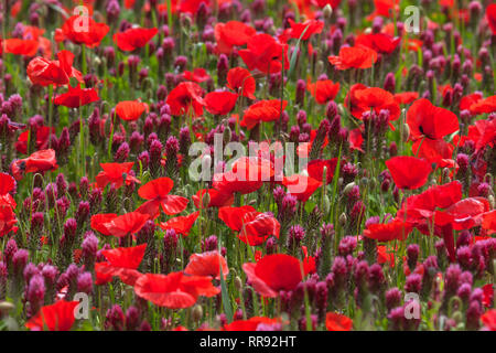 La botanica, campo di trifoglio di cremisi e il mais, semi di papavero, Trifolium incarnatum con Papaver rhoeas, Bentfeld, Additional-Rights-Clearance-Info-Not-Available Foto Stock