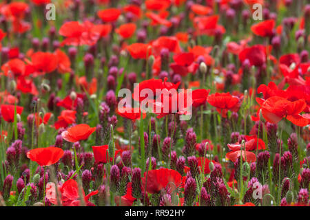 La botanica, campo di trifoglio di cremisi e il mais, semi di papavero, Trifolium incarnatum con Papaver rhoeas, Bentfeld, Additional-Rights-Clearance-Info-Not-Available Foto Stock