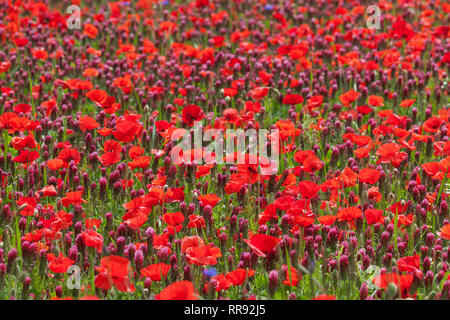 La botanica, campo di trifoglio di cremisi e il mais, semi di papavero, Trifolium incarnatum con Papaver rhoeas, Bentfeld, Additional-Rights-Clearance-Info-Not-Available Foto Stock