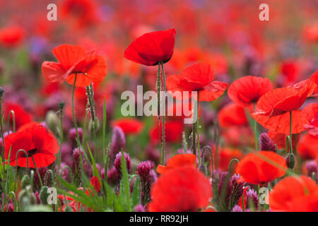 La botanica, campo di trifoglio di cremisi e il mais, semi di papavero, Trifolium incarnatum con Papaver rhoeas, Bentfeld, Additional-Rights-Clearance-Info-Not-Available Foto Stock