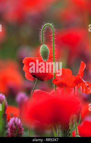 La botanica, campo di trifoglio di cremisi e il mais, semi di papavero, Trifolium incarnatum con Papaver rhoeas, Bentfeld, Additional-Rights-Clearance-Info-Not-Available Foto Stock