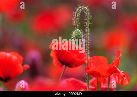 La botanica, campo di trifoglio di cremisi e il mais, semi di papavero, Trifolium incarnatum con Papaver rhoeas, Bentfeld, Additional-Rights-Clearance-Info-Not-Available Foto Stock
