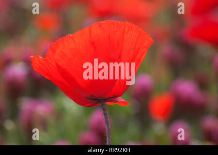 La botanica, campo di trifoglio di cremisi e il mais, semi di papavero, Trifolium incarnatum con Papaver rhoeas, Bentfeld, Additional-Rights-Clearance-Info-Not-Available Foto Stock