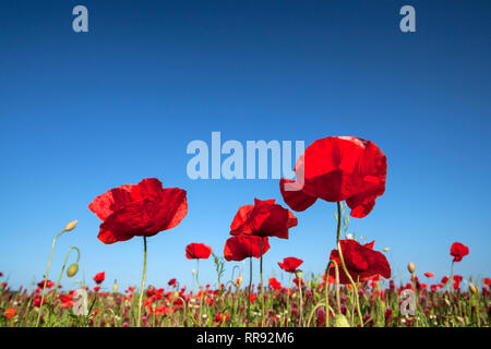 La botanica, campo di trifoglio di cremisi e il mais, semi di papavero, Trifolium incarnatum con Papaver rhoeas, Bentfeld, Additional-Rights-Clearance-Info-Not-Available Foto Stock