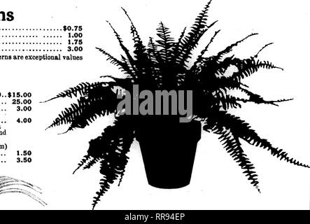 . Fioristi' review [microformati]. Floricoltura. Primule In Fiore Prinmla Obconica, 6 pollici, ogni 50c Primula Obconica, 7 pollici, ogni ...;: 75c Impianti di gomma elastica Pica, 6 pollici, ogni $1.00 queste sono buone, Piante robuste. Varie Il fogliame di Asparagus plumosus, 3 pollici, per 100 $10.00 Pandauus Veitchii, 5 pollici, ogni 1,00 Paadanus Veitchii, 6 pollici, ogni 1,50 Engluh Ivies, 4 pollici, per 100 20.00 Cydanen, tutti i colori, 2x pollici, per 100 12.00 Dracaena-lasciava Tradescantia, 3&GT;^ pollici, per doz 6.00 Begonia Punctata, 2&GT;^ pollici, per 100 15.00 tasse imballaggio-aggiungere 5% per la spedizione in vasi di carta e 10% quando la nave Foto Stock