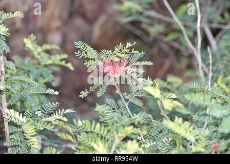 Calliandra californnica (Baja fata duster) Foto Stock