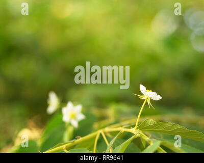 Fiore di Flacourtia rukam Tree con la naturale luce del mattino e natura verde sfondo in Thailandia Foto Stock