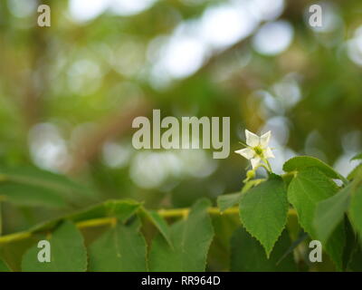Fiore di Flacourtia rukam Tree con la naturale luce del mattino e natura verde sfondo in Thailandia Foto Stock
