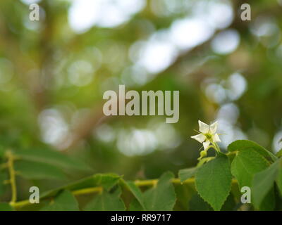 Fiore di Flacourtia rukam Tree con la naturale luce del mattino e natura verde sfondo in Thailandia Foto Stock