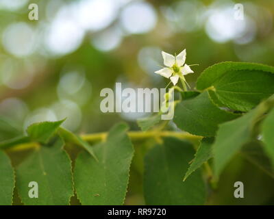 Fiore di Flacourtia rukam Tree con la naturale luce del mattino e natura verde sfondo in Thailandia Foto Stock