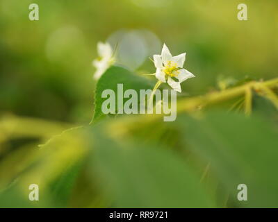 Fiore di Flacourtia rukam Tree con la naturale luce del mattino e natura verde sfondo in Thailandia Foto Stock