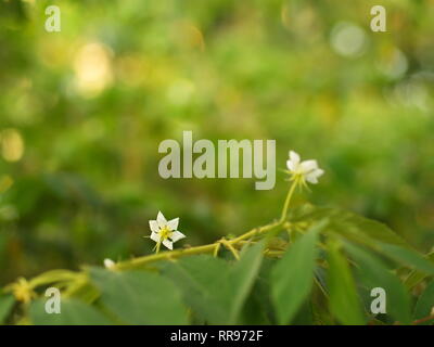 Fiore di Flacourtia rukam Tree con la naturale luce del mattino e natura verde sfondo in Thailandia Foto Stock