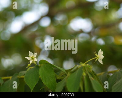 Fiore di Flacourtia rukam Tree con la naturale luce del mattino e natura verde sfondo in Thailandia Foto Stock