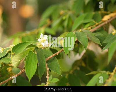 Fiore di Flacourtia rukam Tree con la naturale luce del mattino e natura verde sfondo in Thailandia Foto Stock