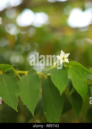 Fiore di Flacourtia rukam Tree con la naturale luce del mattino e natura verde sfondo in Thailandia Foto Stock