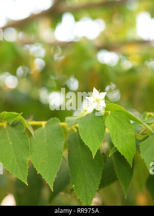 Fiore di Flacourtia rukam Tree con la naturale luce del mattino e natura verde sfondo in Thailandia Foto Stock