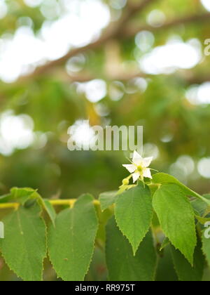 Fiore di Flacourtia rukam Tree con la naturale luce del mattino e natura verde sfondo in Thailandia Foto Stock
