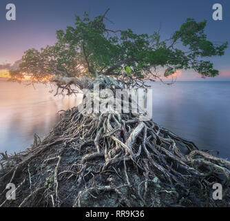 Albero sopra l'acqua e le coste del Borneo beach Foto Stock