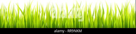 Luminoso prato primavera banner. Seamless primavera o estate decorazione d'erba. Vegetazione fresca altezza Illustrazione Vettoriale