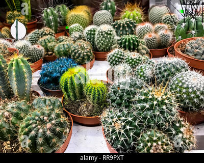 Cactus e piante grasse in contenitori per la vendita. Foto Studio Foto Stock