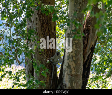 Una scimmia vervet con gambe controventata contro tronchi di alberi in Natal Midlands, Sud Africa. Foto Stock