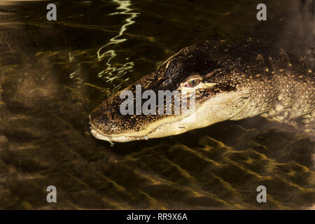 OXON; Brize Norton; Coccodrillo mondo; coccodrillo americano (ALLIGATOR MISSISSIPIENSIS) Foto Stock