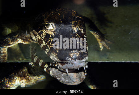 OXON; Brize Norton; Coccodrillo mondo; coccodrillo del Nilo (Crocodylus niloticus) Foto Stock