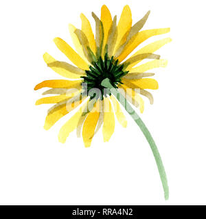 Giallo daisy floreale di fiori botanica. Acquerello illustrazione dello sfondo impostato. Isolato daisy illustrazione elemento. Foto Stock