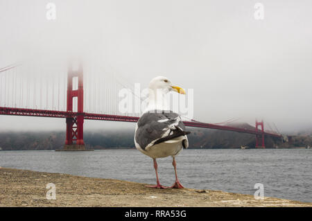 Un gabbiano nella parte anteriore del ponte Golden Gate a San Francisco, Stati Uniti d'America Foto Stock