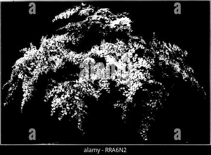 . Fioristi' review [microformati]. Floricoltura. Septembek 7, 1922 i fioristi^ Rassegna 25. oxhibitf? Sono stati Jolin Kindlleisch, Beloit, Wisconsin; James Taylor, Oslikosli, Wis.; C. B. Wliitiiall, Milwaukee, iiini James Liv- ingston, Milwaukee. Varie note. Tra i visitatori alla fiera tlie erano (j)iy Woiulv, Nuova liOndon. Wis.; William Bueholz. Oslikosh, Wis.; M. K. I'aniplin, Oshkosli e F. ]?hodes, Hartford, Wis. alcuni del primo tlie ehrvsantln'mums hanno fatto la loro anjiearance la scorsa settimana; questi arco (ioldeii (ilow varietà e i pochi che liave l)een proveniente in hanno trovato una pronta vendita. Ci sono jilso un fe Foto Stock